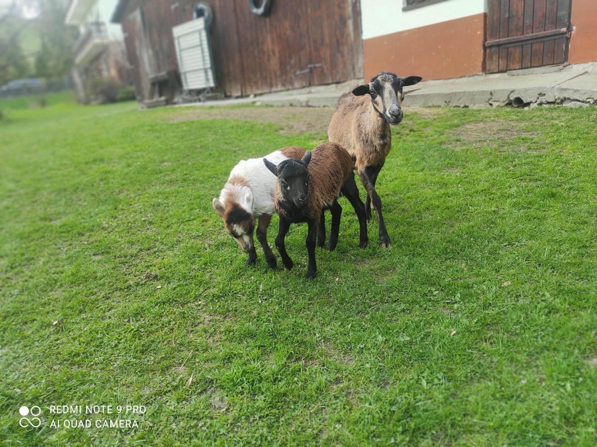 Gospodarstwo Agroturystyczne U Ani Krosnica  Exterior foto